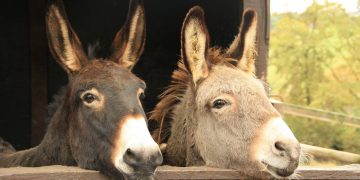 Animal welfare charity Bransby Horses loses £500K during pandemic lockdowns