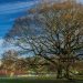 The Queen’s woodlands