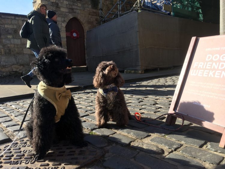 Poodle power: City influencers Rosco and Wally posing proudly outside Lincoln Castle (Rosco_and_Wally_Gentlepoodles On Instagram)