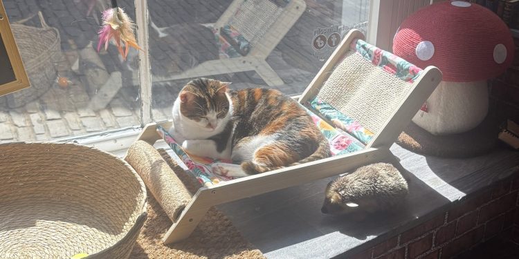 ‘Giving cats a better life’: Lincoln looks to turn tide amid rise of abandoned kittens