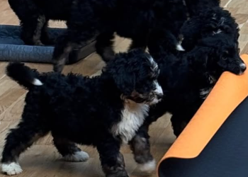 From stretches to snuggles: A new puppy yoga session aims to boost Lincoln’s mood