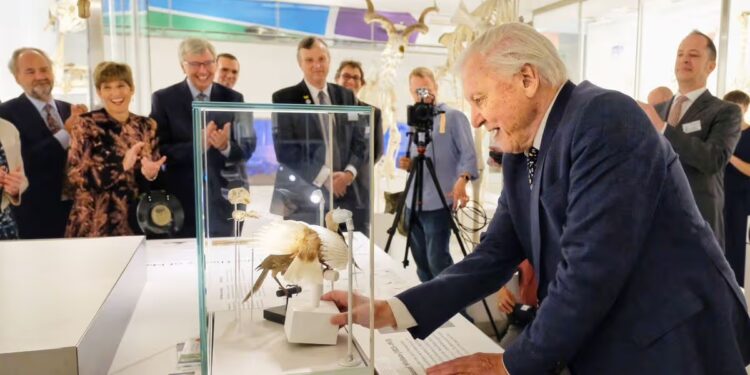 “Talking About Climate Change to a Seven Year Old is Really Difficult”: How Sir David Attenborough and Education Groups are Saving The World