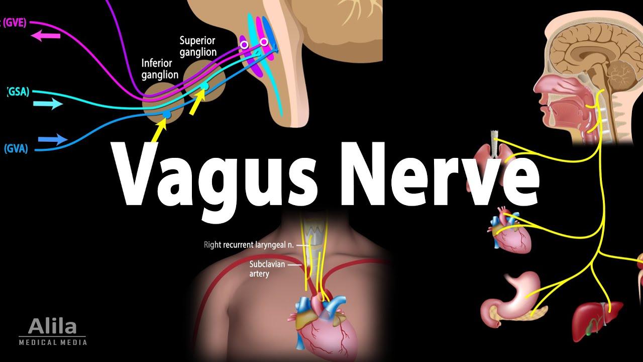 vagus nervus vagus