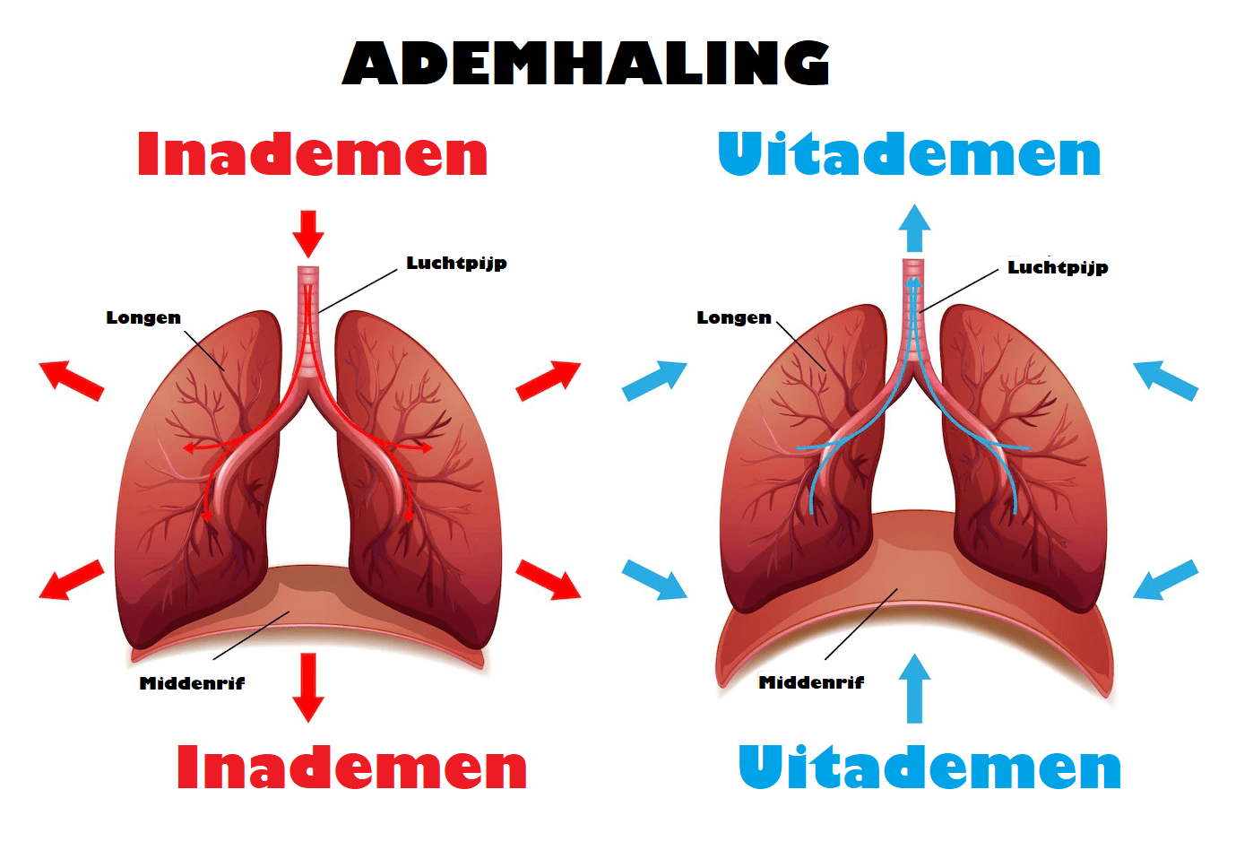 middenrif