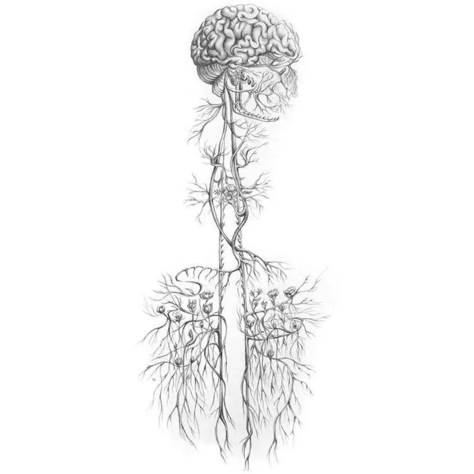 Nervus-vagus nervus vagus
