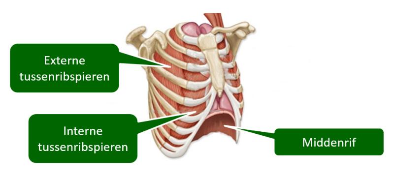 ademhalingsspieren-800x364-2379264651 ademspieren