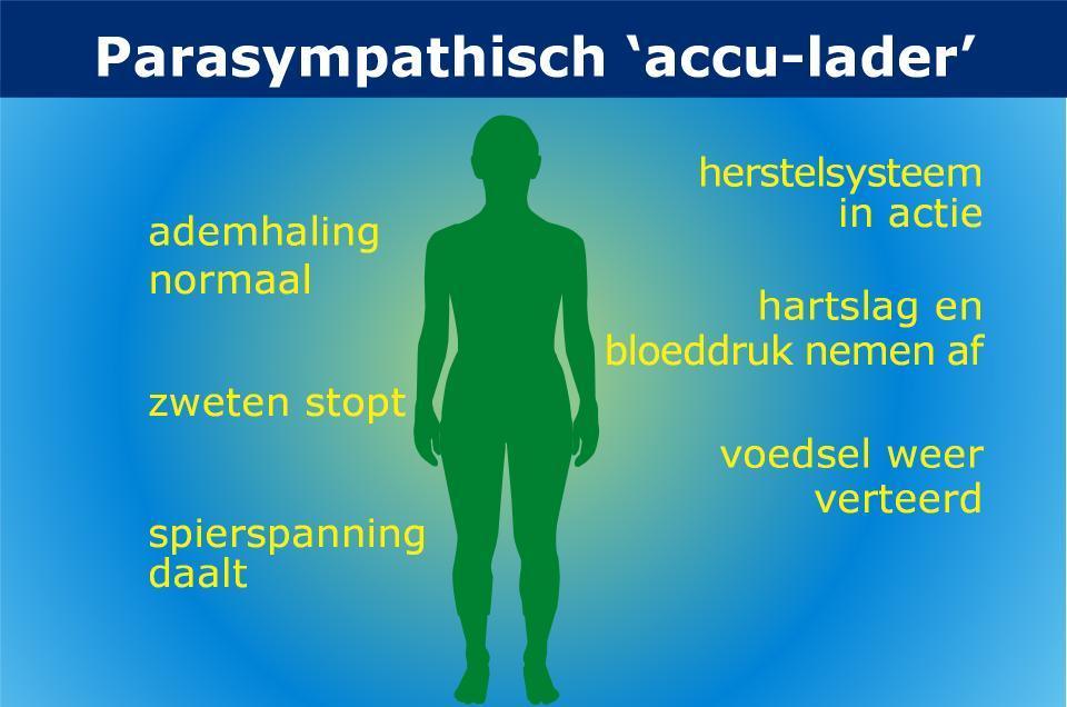 parasympathicus-3364186553