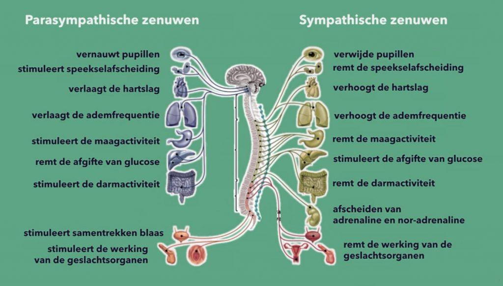 parasympatisch-sympatisch-zenuwstelsel-58272152
