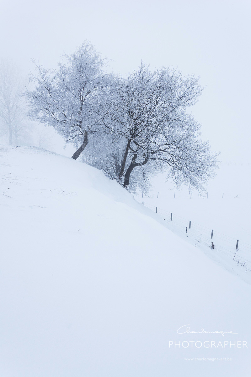 charlemagne-art-winter-2961
