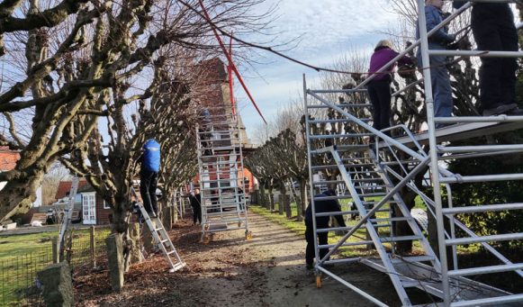 Lumby Mølle, Lindetræer klippes