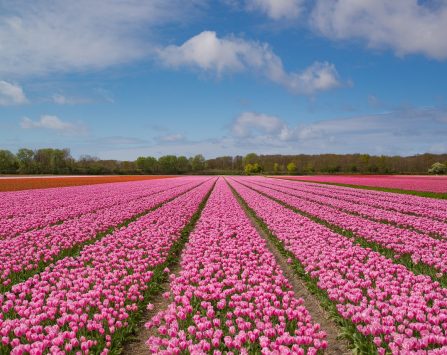 pink, tulip, bulb-2254972.jpg