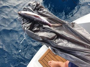 Vi får fjernet flyvefisken ved ankomst til første ankerplads på Madeira