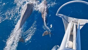Delfiner følger os på vej
