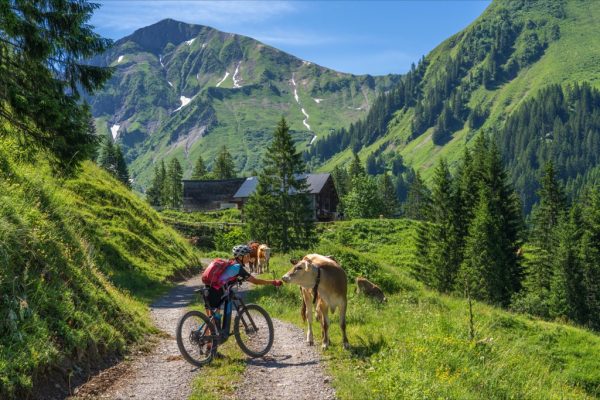 Vrouw op een mountainbike stopt bij een koe op een bergpad in de Oostenrijkse Alpen in de deelstaat Vorarlberg, district Bregenz.