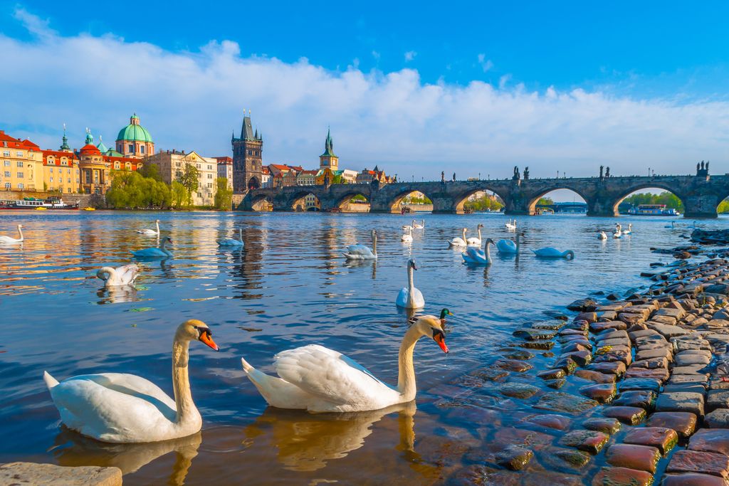 Zwanen op de Vltava rivier met het oude centrum van Praag op de achtergrond. ©Shutterstock