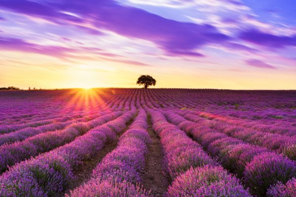 Lavendelvelden in de Provence bij zonsondergang.