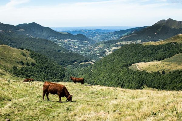 Grazende koeien in een weide in de bergen van de Franse streek Cantal.