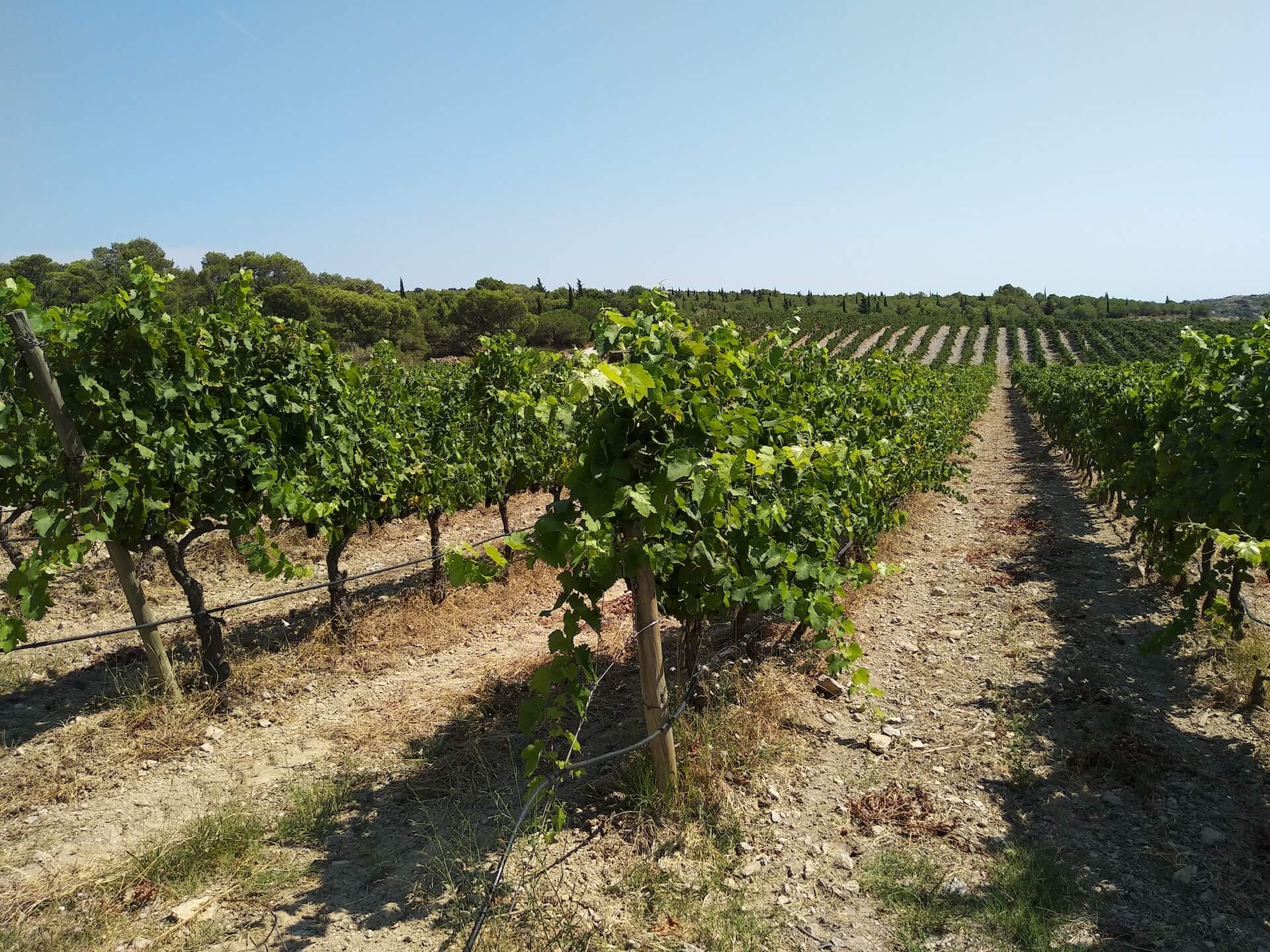 Wijngaard in de omgeving van Narbonne.