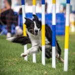 Grundkurs agility 23-05