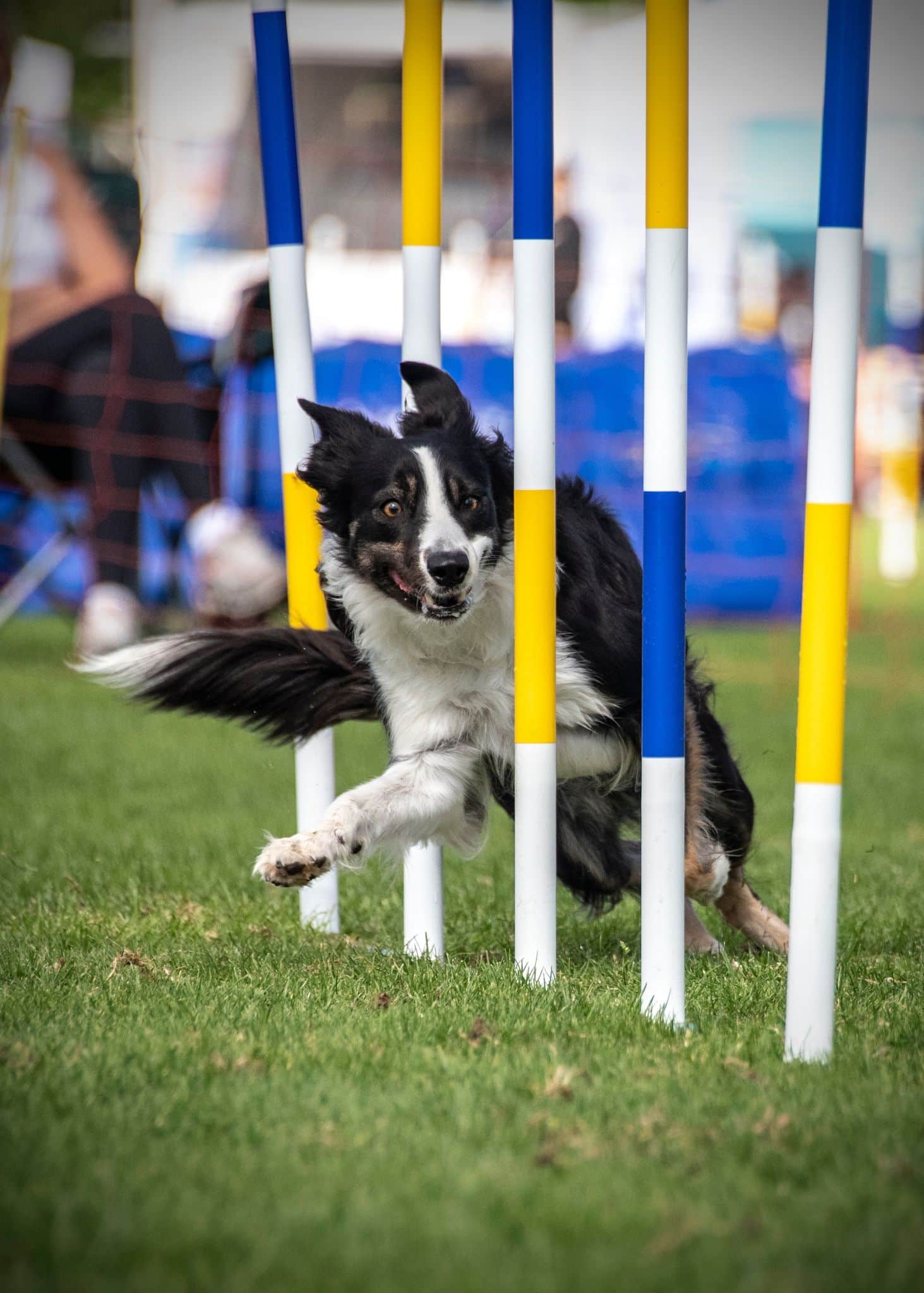 Grundkurs agility 23-05