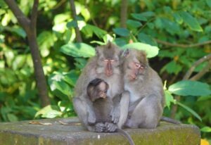 Voyage à Bali forêt des singes Ubud