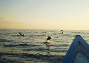 Découvrez des dauphins en mer avec Lune de Miel Bali