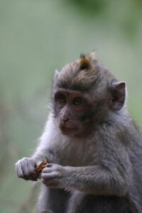 Bali forêt des singes Ubud