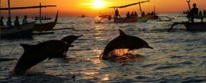 dauphins lovina Bali