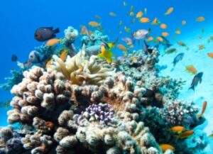 Snorkeling plongée à Menjangan Bali