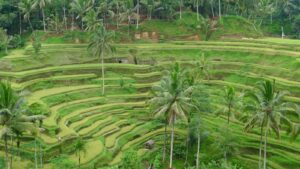 Découvrez les rizieres de tegallalang Ubud, bali avec Lune de Miel Bali