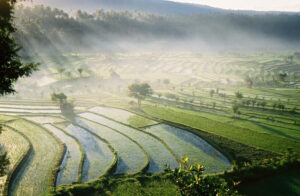 rizières en terrasses du pays Aga à Bali