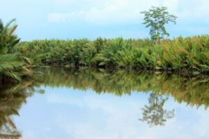 Bornéo - Indonésie - Parc national de Tanjung Puting