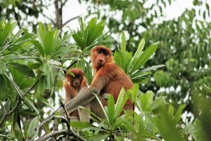 Singes nasiques avec Lune de Miel Bali