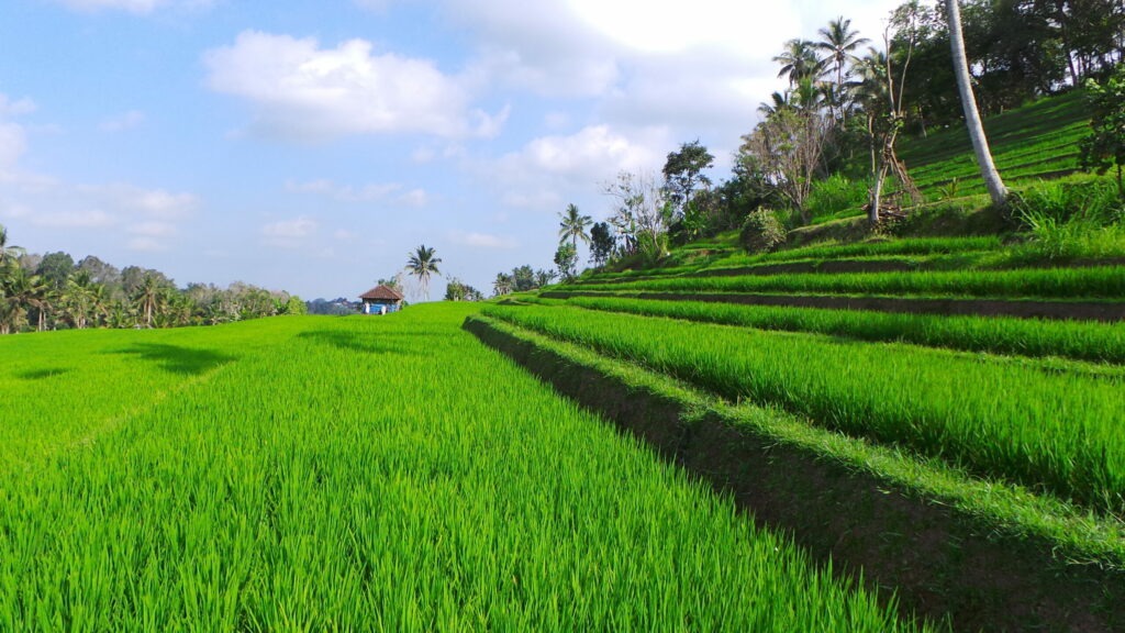 rizières,Bali