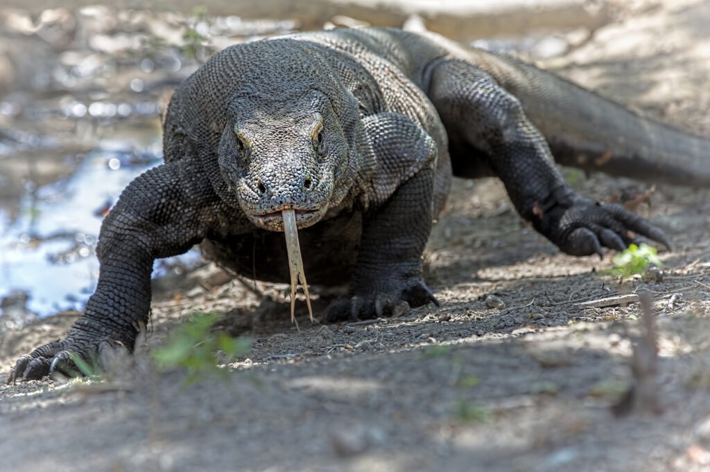 Komodo Dragon