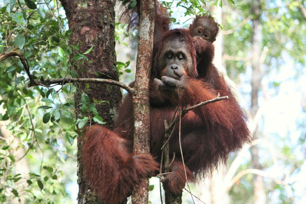 borneo