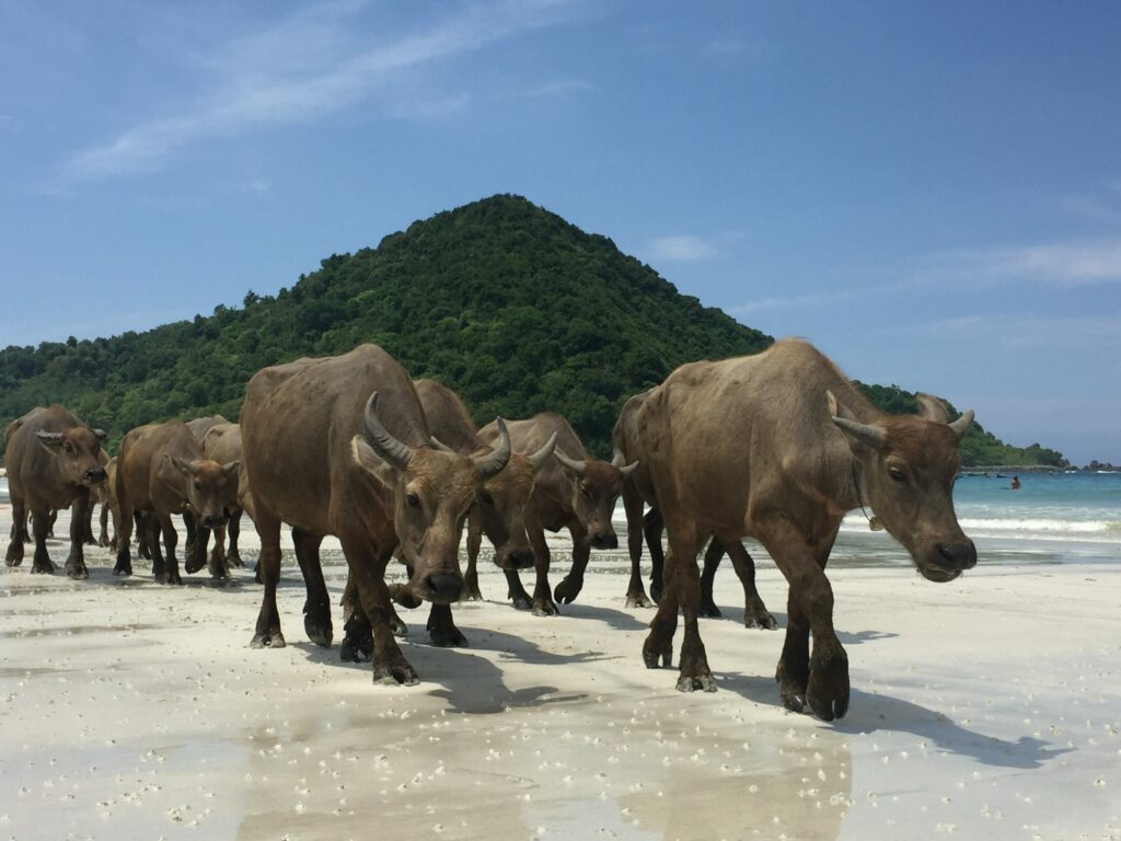 plage, lombok, Indonésie