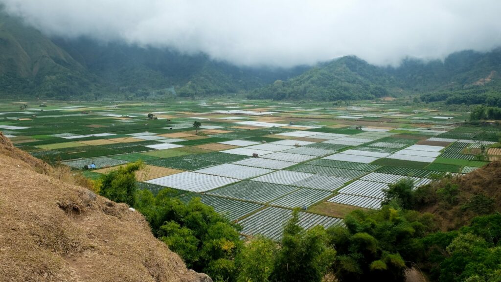 rizières, Lombok, Indonésie