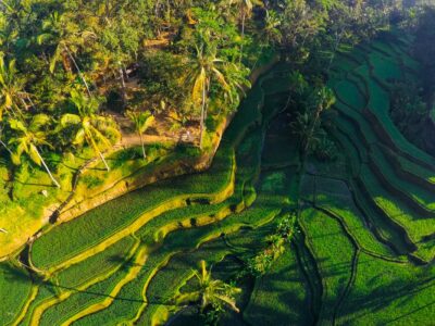 Rizières de Tegallalang, Bali, Indonésie