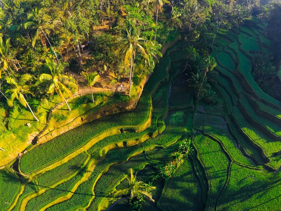 Rizières de Tegallalang, Bali, Indonésie