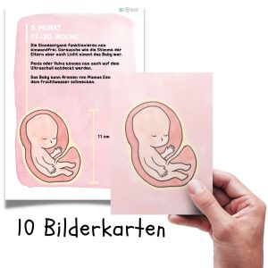 Fötus-/ Embryoentwicklung 10 Bildkarten