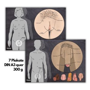 Genitale Anatomie Plakat-Set (Din A3)