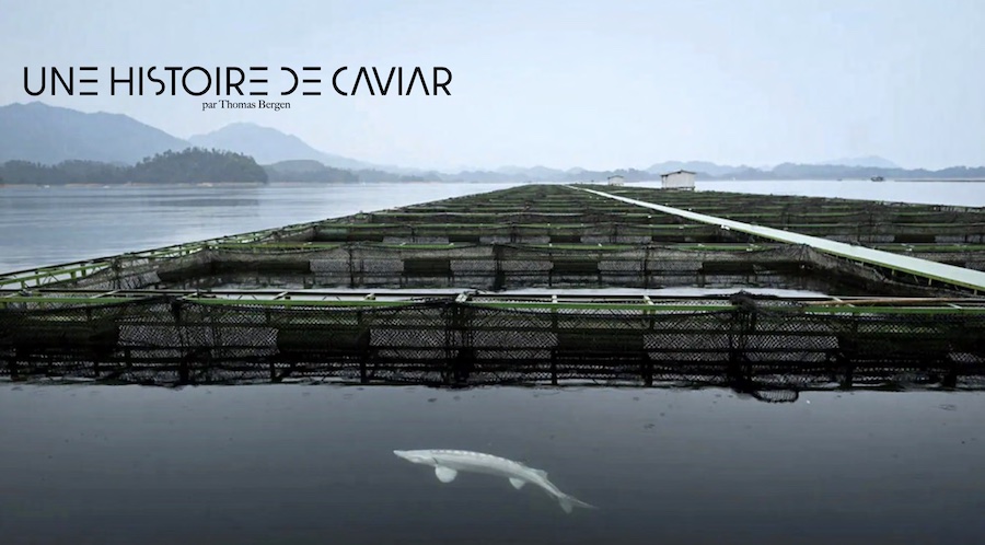 Dossier Histoire du Caviar magazine Hautes Exigences
