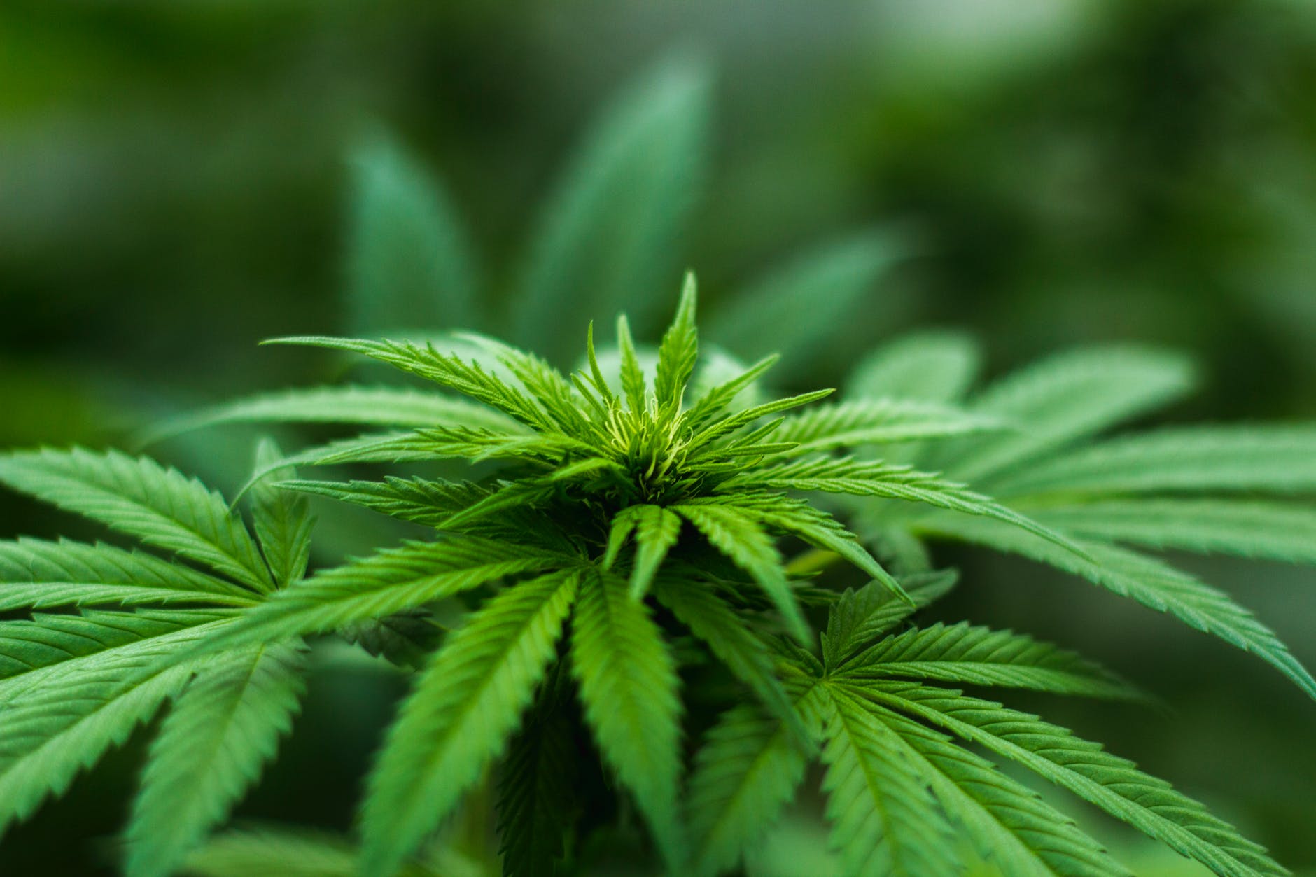 Cannabis : La fin de la diabolisation pour le CBD en France