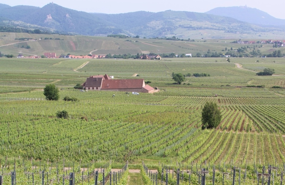 Jean Huttard signe un beau Riesling singulier qui va en surprendre plus d&rsquo;un