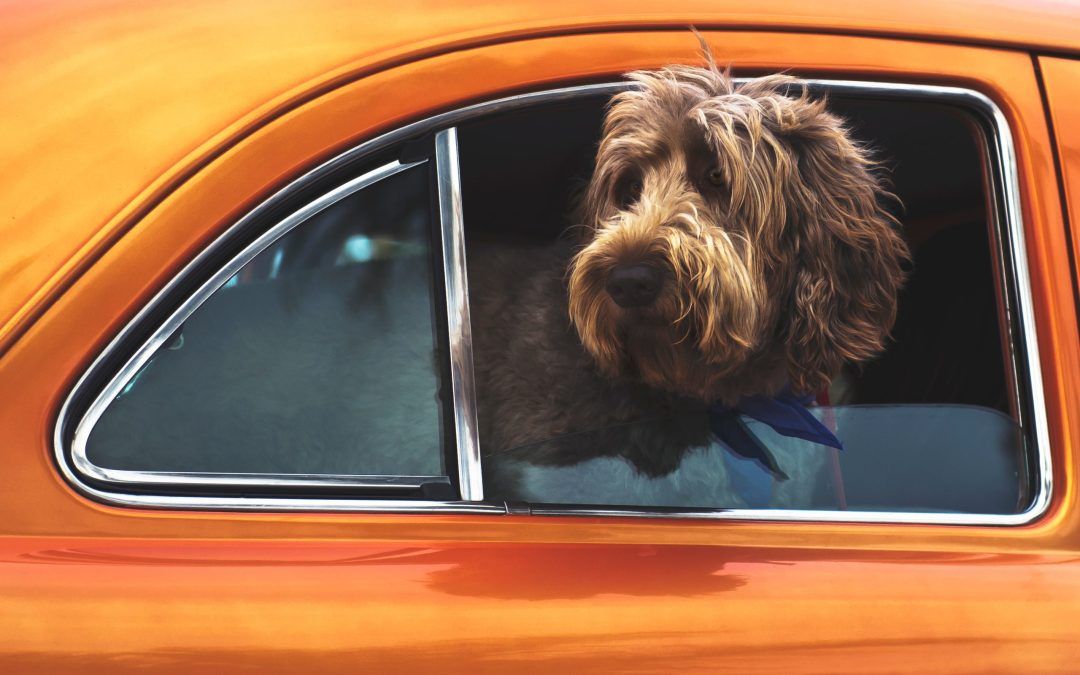 The Perfect Dog-Friendly Yorkshire Getaway