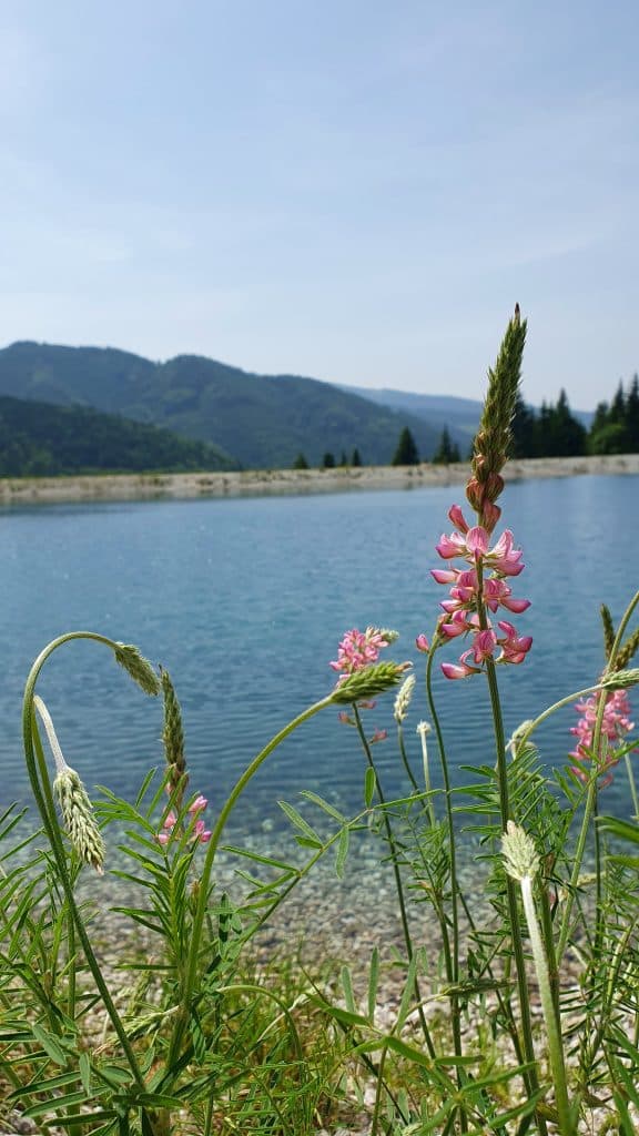 Speicherteich mit rosa Blume im Vordergrund