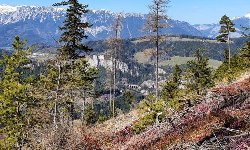 Erikafeld am Pinkenkogel vor der Bergwelt