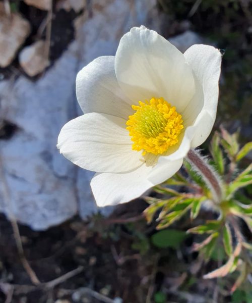 Frühlingsanemone in weiß