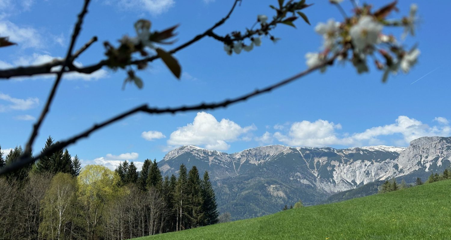 Raxblick auf der Alma Mahler-Werfel Wanderung Raxblick mit Wiese und Kirschblüten im Vordergrund